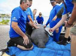 SeaWorld & Busch Gardens Conservation Fund has gra SeaWorld & Busch Gardens Conservation Fund has granted more than $9 million to wildlife research and conservation projects around the world. It strive